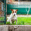 Bola interativa de risada para cão, brinquedo com apito, alivia a ansiedade e o tédio para cães e gatos (Verde, 3.46 polegadas) 7