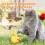 Little Yellow Duck Plush Doll Flapping Vibration Cat Interactive Rechargeable 5