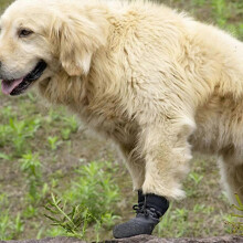 Chaussettes pour petits chiens, 2 paires de chaussettes antidérapantes avec sangle réglable