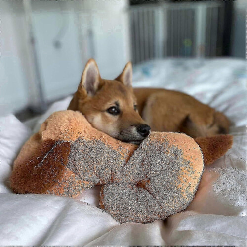 Γνήσιο λούτρινο παιχνίδι Snuggle Puppy Heartbeat για σκύλους. Ανακούφιση από το άγχ 1