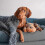 Γνήσιο λούτρινο παιχνίδι Snuggle Puppy Heartbeat για σκύλους. Ανακούφιση από το άγχ 4