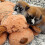 Γνήσιο λούτρινο παιχνίδι Snuggle Puppy Heartbeat για σκύλους. Ανακούφιση από το άγχ 3