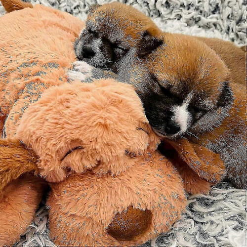 Γνήσιο λούτρινο παιχνίδι Snuggle Puppy Heartbeat για σκύλους. Ανακούφιση από το άγχ 2