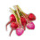 Baby Candy Beetroot, x 3 Bunches 1