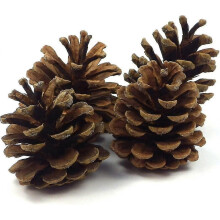 24 Pine Cones Approx. 7-9Cm Pine Cones Pine Cones Fir Natural Cones Christmas Decoration Advent Deco
