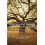 Creation and Beauty in Tolkien's Catholic Vision PB 1