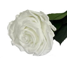 Mundo Eterno rosa preservada de 35 cm, cor branca
