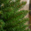 HOMCOM Árvore de Natal artificial pequeno, 60 cm, 70 ramos, verde 6