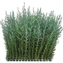 Conjunto de 25 plantas de ciprés Sempervirens, 20-40 cm, para sebes vivas e cercas naturais