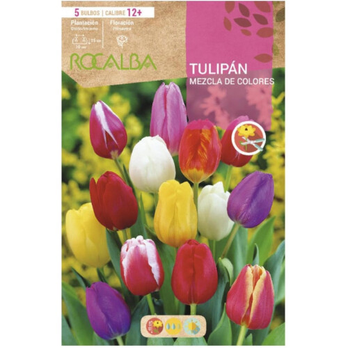 Bulbo de Tulipa, conjunto de 12, mistura de cores