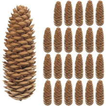 50 pinhas grandes, de 9,5 a 13 cm, pinhas de abeto, pinhas para