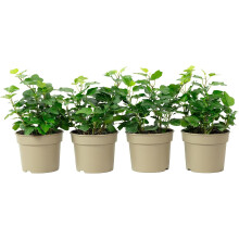 Hedera Helix, conjunto de 4 plantas de interior, 15 cm de altura, vaso de 9 cm de diâmetro