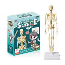 (W) Modello anatomico del corpo umano con scheletro del torso e organi staccabili, ideale per l'insegnamento