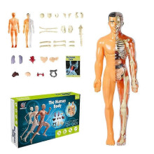 (R) Modello anatomico del corpo umano con scheletro del torso e organi staccabili, ideale per l'insegnamento