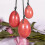(Watermelon Red Eggs) 1 σετ φυσικό ροζ χαλαζία Yoni νεφρίτη αυγά θεραπευτικού κ 1