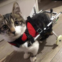 Cadeira de Rodas para Gatos, Equipamento de Alumínio para Patas Traseiras Paralizadas, Carrinho de Reabilitação para Gatos Grandes