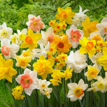 Bulbos de Narcisos, conjunto de 50 unidades, plantas naturais para jardim exterior