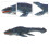Μεγάλο Jurassic World Ρεαλιστικό Παιχνίδι Δεινόσαυρος Mosasaurus 1