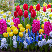 Bulbos de flores Spring Border, conjunto de 50 unidades, mistura de Holanda