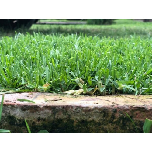 Rocalba sementes de relva Kikuyu, 250 g, para 25 m2, resistente à seca e pisoteio 2