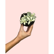 PUR PLANT Fittonia Blanca Mini, planta de interior decorativa, pet friendly, vaso de 5 cm de diâmetro