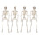 4Pcs Faux Human Skeleton Plastic Movable Joints Posable Artificial Full Body Human Skeleton 40cm 1
