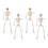 4Pcs Faux Human Skeleton Plastic Movable Joints Posable Artificial Full Body Human Skeleton 40cm 5