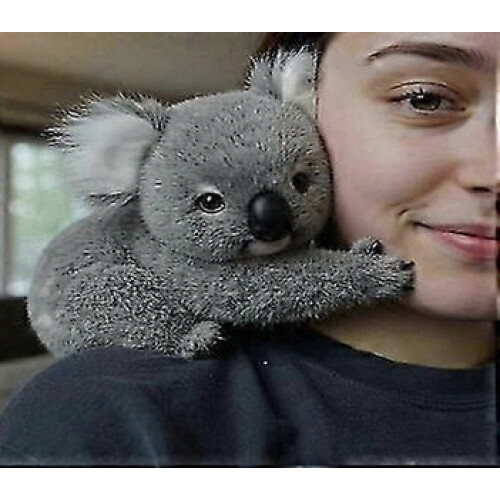 2026 Koala - Η Συναισθηματική Θεραπεία Koaly Κατ' Απαίτηση, Λούτρινο Koaly για Συνα 1
