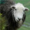 Chimney Sheep 6 x 16 Inch Wool Chimney Draught Excluder & Blocker 6