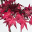 Homescapes Artificial Maple Leaf Tree, 120cm, Autumnal 3