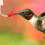 12 Pcs  Feeder Tubes with Stoppers for Easy Feeding and Maintenance 2
