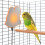 Bird Cage Heater (Suitable for Budgerigars and Various Parrots),Animal Heating Pad, Pets Warming Panel 2