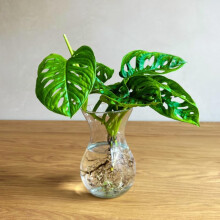 Planta Monstera em água, tamanho XL, para cultivo hidropónico e decoração de interior