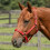 Adjustable Horse Halter - Durable, Suitable for Training, Trail Riding, and Stable Use 5