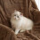 Polar Blanket Sofa Throw Fluffy Warm Elegant Green 200x230 cm 5