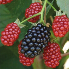 Blackberry nero satinato 2L