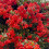 Feuerdorn Red Column 2L 1