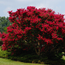 Lagerstroemia Petite Red 2L