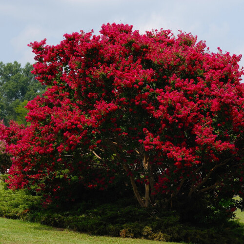 Lagerstroemia Petite Red 2L