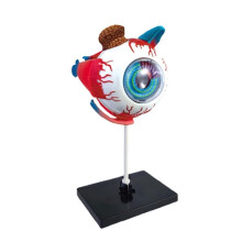 Eye Model Learning Educational Science Toy Detachable Eyeball Anatomy Model for Education Science Class School Students