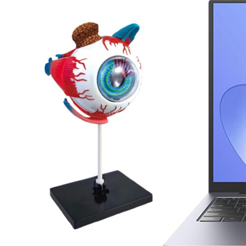 Eye Model Learning Educational Science Toy Detachable Eyeball Anatomy Model for Education Science Class School Students 1