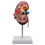 Anatomical Human Kidney Model with Pathologies - Realistic Teaching Aid for Nephrology & Urology Studies 1