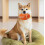 Squeaky Rugby Ball – Bite Resistant & High Elasticity – for Fetch & Training – Durable 3