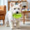 Squeaky Rugby Ball – Bite Resistant & High Elasticity – for Fetch & Training – Durable 4