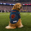 Littlearth NFL Chicago Bears Stretch Pet Jersey, Team Color, Medium 5