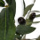 Homescapes Artificial Potted Olive Tree with Moss, Green (100cm) 3