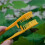 5PCS Grape Pruning Tool, Fruit Thinning Comb, Handheld Grape Cluster Trimmer, Fruit Picker Gardening Accessories 7