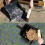 Large Garden Dustpan and Stiff Brush Set 7