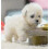 Milow Robot Puppy - Cane robot interattivo e realistico per bambini e famiglie 2