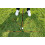 NEAGLE 5-Pack Collapsible Golf Alignment Sticks with Storage Bag Trainer 6